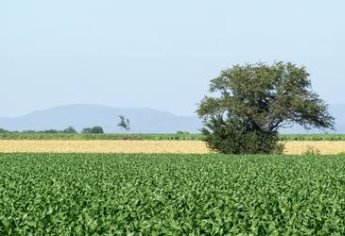 ¿Qué cultivos se establecerán con el nuevo Distrito de Riego de la Presa Picachos?