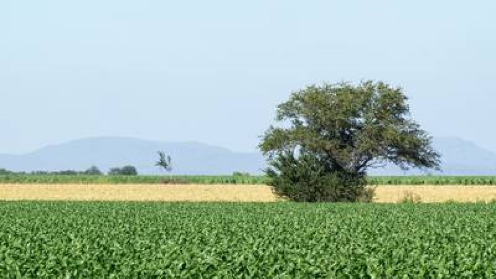 ¿Qué cultivos se establecerán con el nuevo Distrito de Riego de la Presa Picachos?