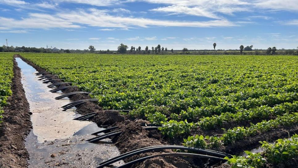 ¿Habrá ciclo agrícola en Sinaloa? Falta un mes para el inicio de las siembras