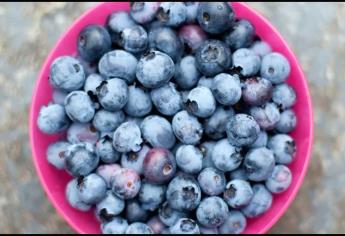 ¿Qué tipo de berries se siembran en Sinaloa?