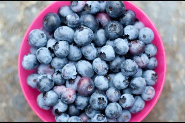 ¿Qué tipo de berries se siembran en Sinaloa?