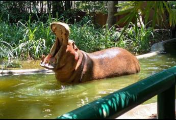 Muere “Kathie” la única hipopótamo del Zoológico de Culiacán