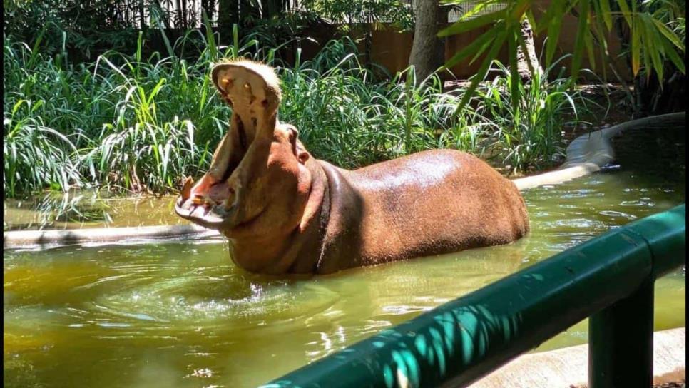 Muere "Kathie" la única hipopótamo del Zoológico de Culiacán