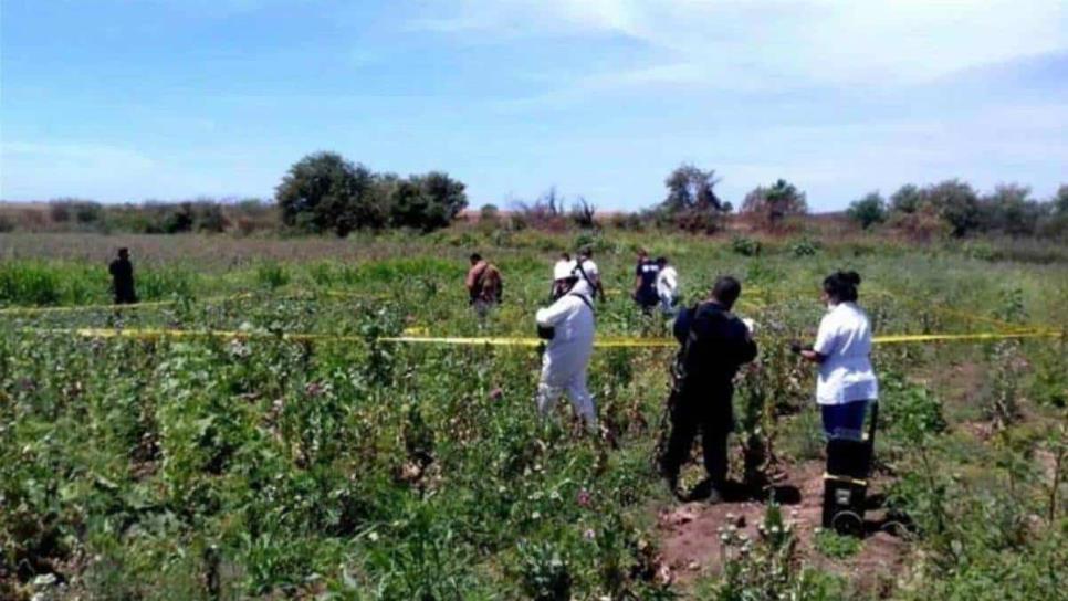 Detienen a sujeto que mató a tres hombres en un plantío de amapola en Mocorito 