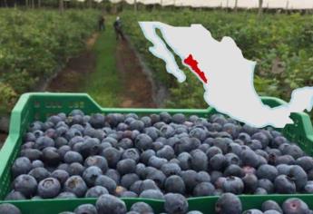 ¿Qué pasa con las berries en Sinaloa? Esto debes saber