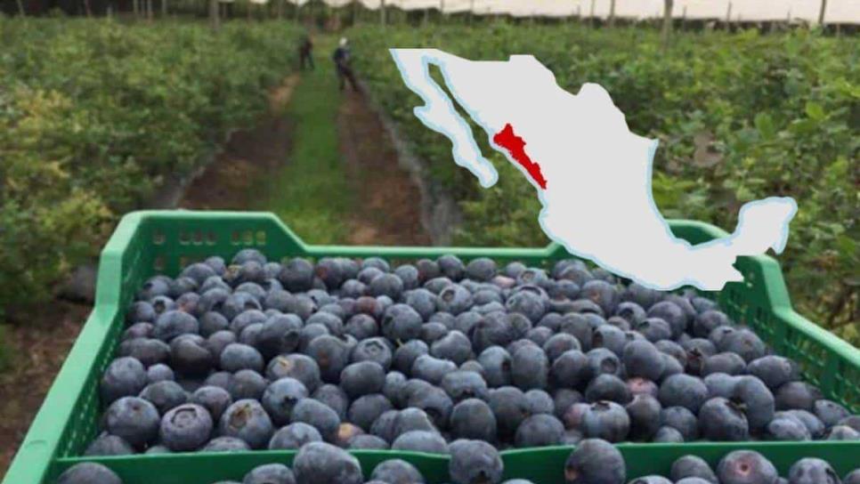 ¿Qué pasa con las berries en Sinaloa? Esto debes saber