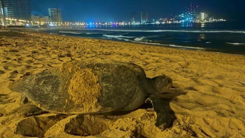 Tortuga negra anida nuevamente en las costas de Mazatlán