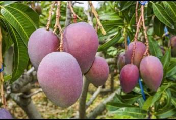 Termina temporada de mango en norte de Sinaloa