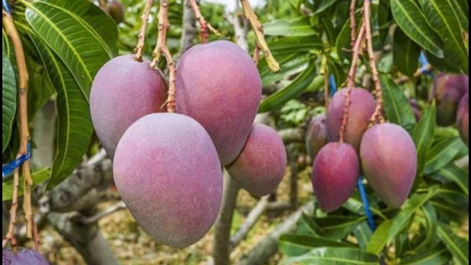 Termina temporada de mango en norte de Sinaloa