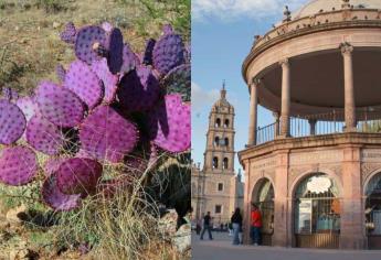 Pueblo mágico con los deliciosos nopales morados; ¿Dónde queda?