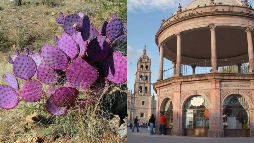 Pueblo mágico con los deliciosos nopales morados; ¿Dónde queda?