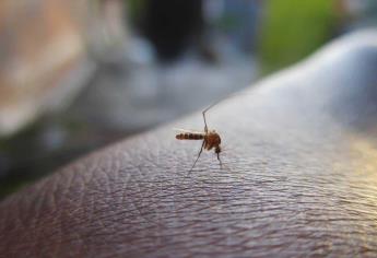 Este es el mejor truco para erradicar a los mosquitos de tu casa