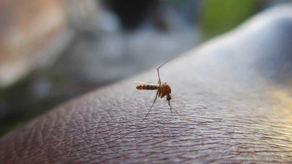 Este es el mejor truco para erradicar a los mosquitos de tu casa