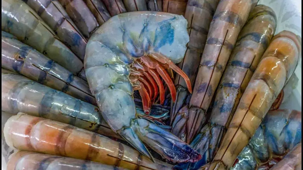 El 25 de septiembre se levanta la veda al camarón en el sur de Sinaloa 