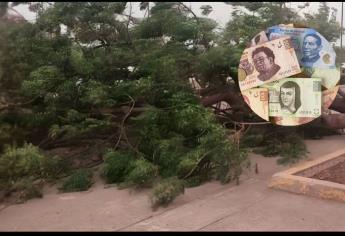 Esto cuesta la multa por cortar un árbol en el monte y llevarlo a casa