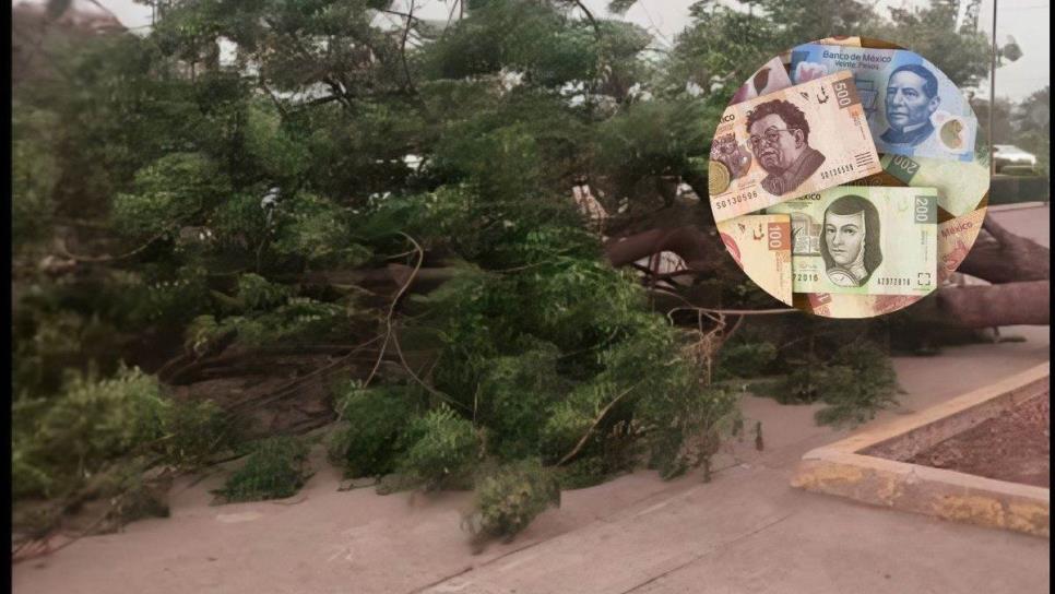 Esto cuesta la multa por cortar un árbol en el monte y llevarlo a casa