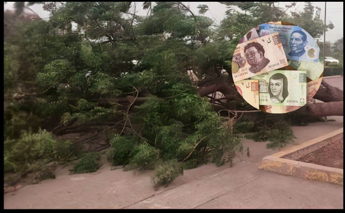 Esto cuesta la multa por cortar un árbol en el monte y llevarlo a casa