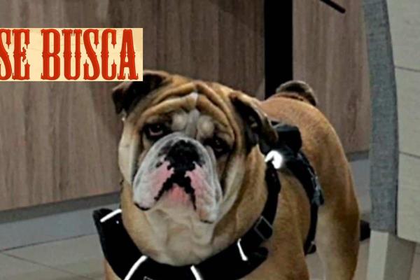 Desaparece perro en La Paz, BCS y ofrecen 40 mil pesos de recompensa para localizarlo