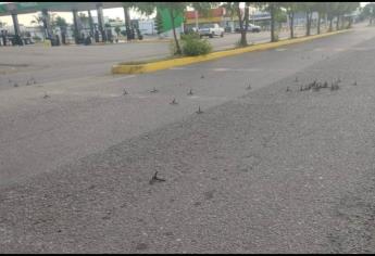 Amanece Elota con ponchallantas en la salida norte hacia Culiacán 