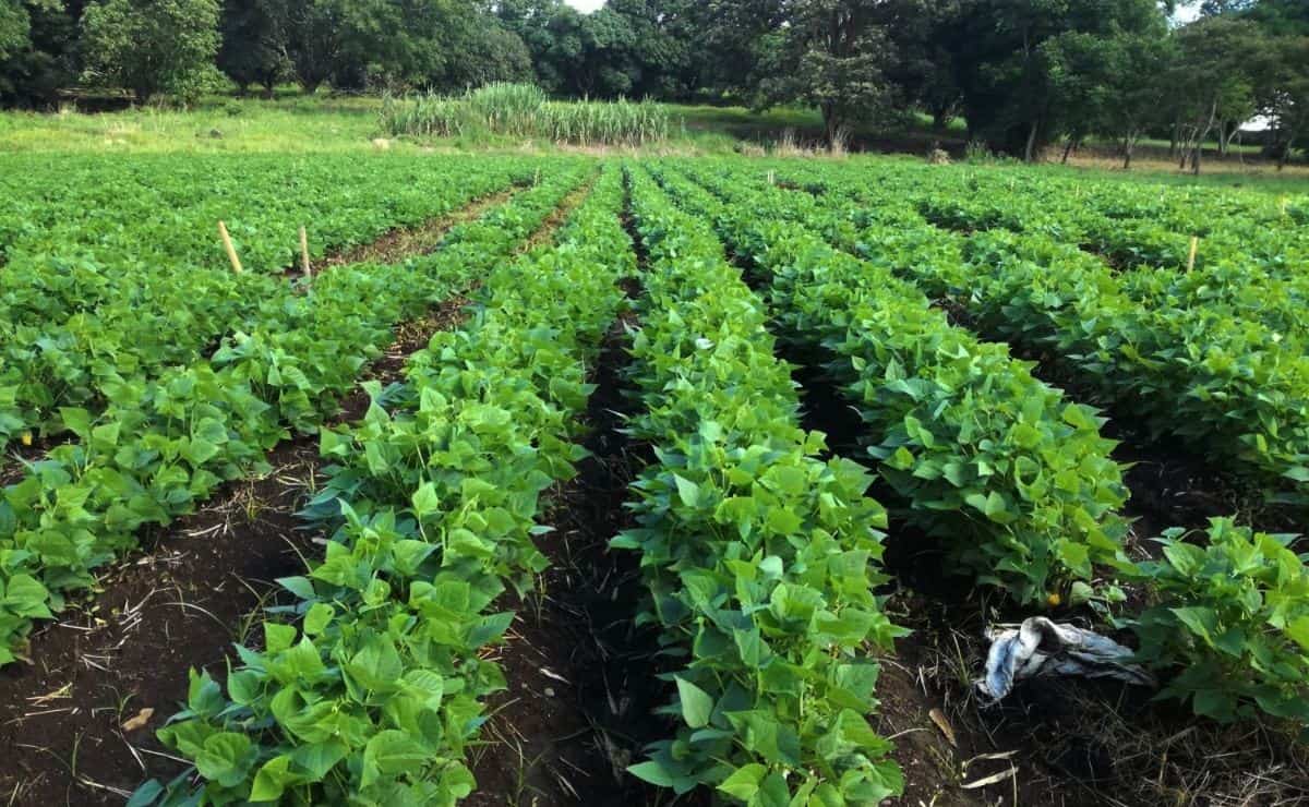 Agricultores de Sinaloa ponen su esperanza en las lluvias