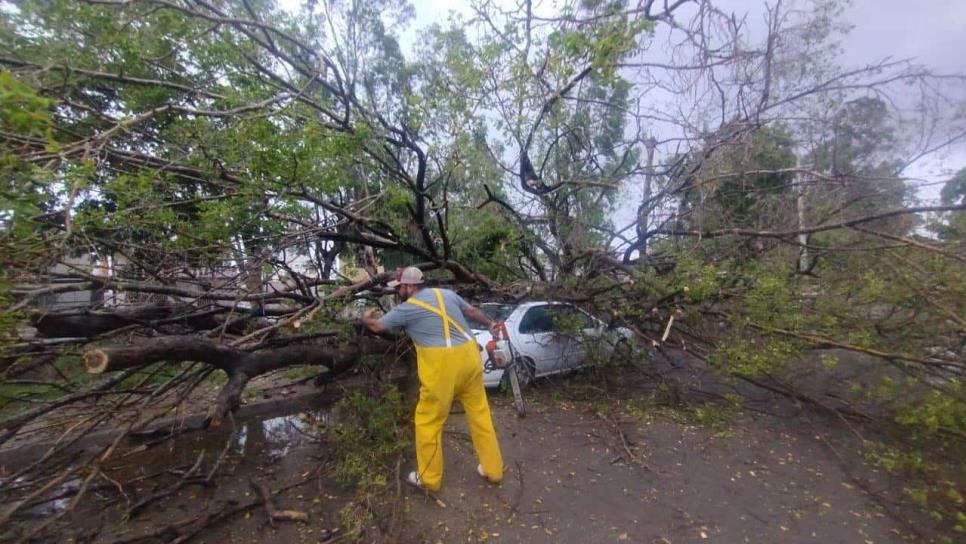 Tormenta Ileana deja árboles caídos y apagones en Ahome