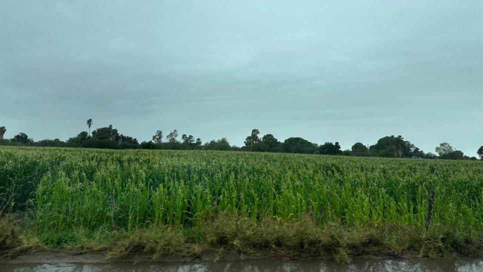 Módulos de riego deberán iniciar ciclo agrícola rescatando agua, pero no hay dinero