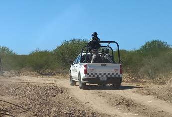 Autoridades localizan un tigre tras operativos en Elota