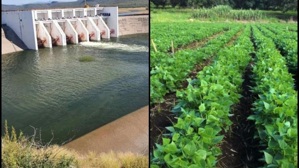 En octubre se definirá el Plan de Riegos del otoño-invierno para Sinaloa: Conagua