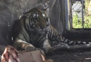 SEDENA asegura un tigre de bengala en Alta Rosa, Elota