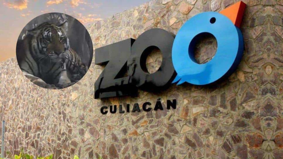 Zoológico de Culiacán rescata a "Tita", la tigresa asegurada en Elota