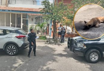 Conductora amarra un perro a su camioneta y lo arrastra por la calle