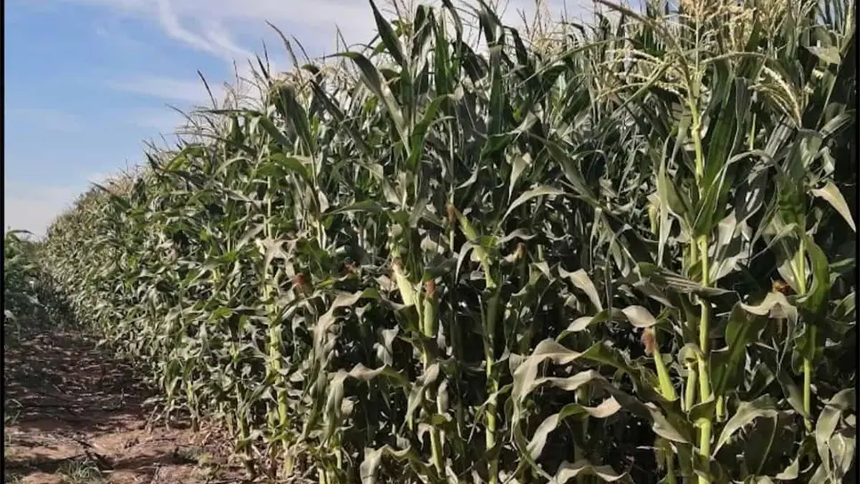 Productores de Sinaloa piden Ingreso Objetivo de 7 mil pesos para maíz