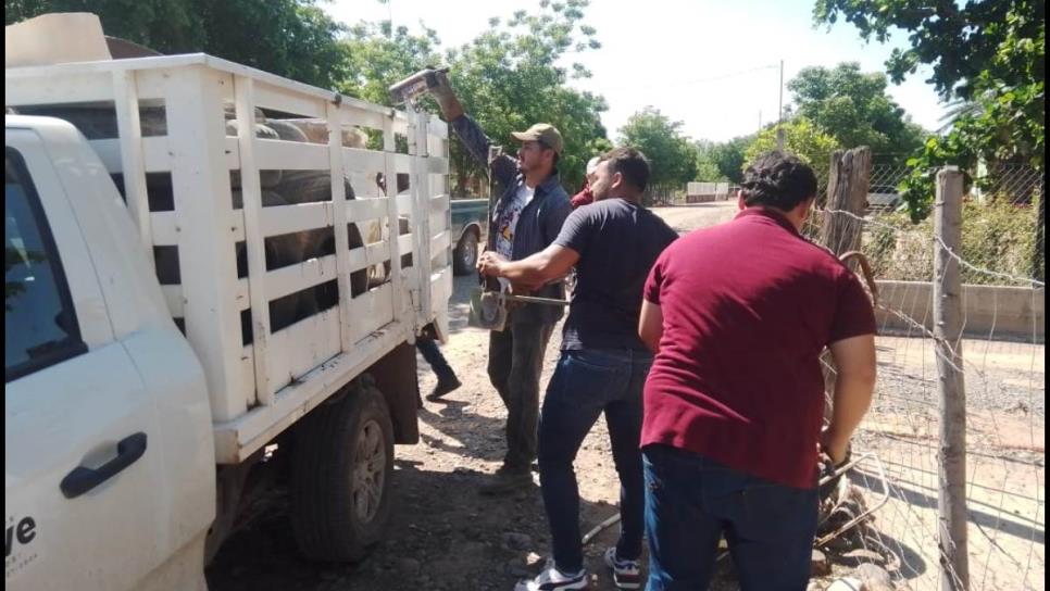 Investigan 3 muertes en Guasave y Sinaloa municipio sospechosas de dengue