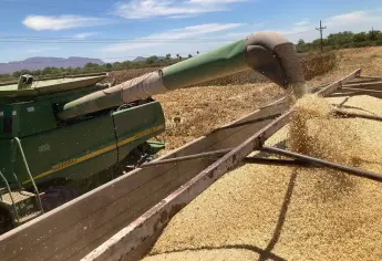 Campesinos de Sinaloa a la espera del pago de 400 mdp de SADER