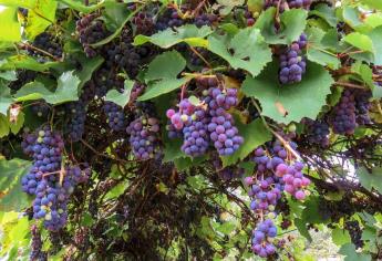 Caborca, Sonora registra producción histórica en la cosecha de uva