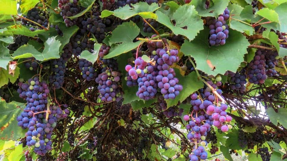 Caborca, Sonora registra producción histórica en la cosecha de uva