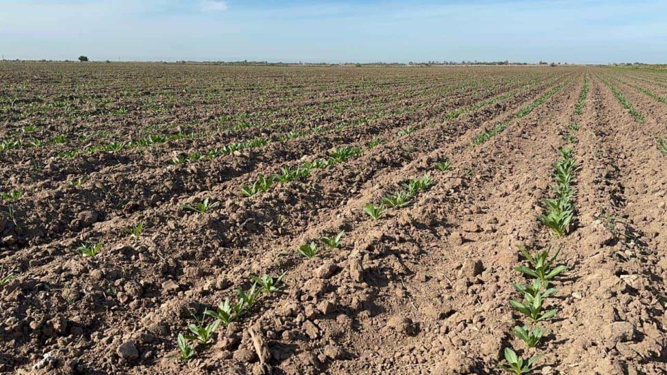 Con 78 % de sequía, Sinaloa planea un nuevo ciclo agrícola 