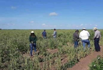 Adelantan cosecha de sandía, ajonjolí y cacahuate en Choix