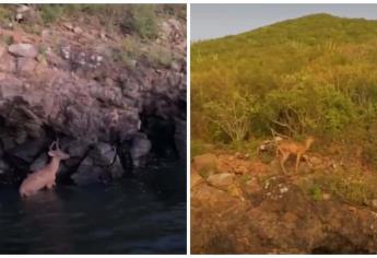 Captan a venado nadando en la bahía de Topolobampo | VIDEO