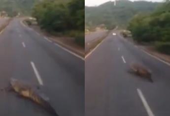 Captan a enorme reptil que se atraviesa en una carretera de Colima | VIDEO