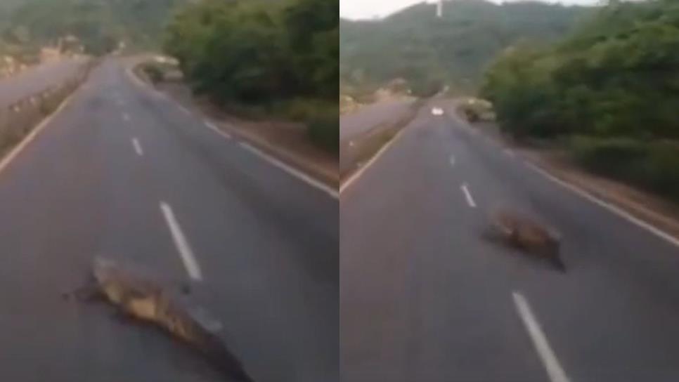 Captan a enorme reptil que se atraviesa en una carretera de Colima | VIDEO