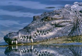 Captan cocodrilo nadando en playa de Acapulco; 40 reptiles escaparon tras el paso de John| VIDEO