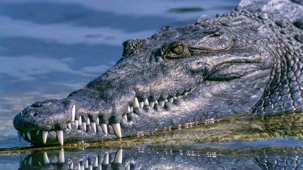 Captan cocodrilo nadando en playa de Acapulco; 40 reptiles escaparon tras el paso de John| VIDEO