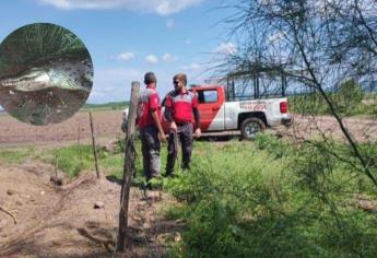 Hallan muerto a un cocodrilo que rondaba en el canal Humaya, Angostura