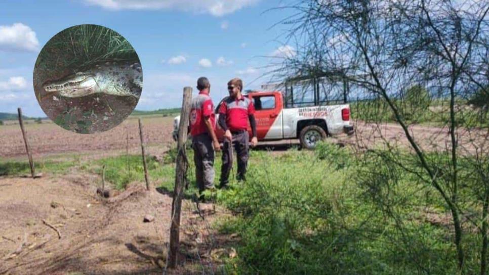 Hallan muerto a un cocodrilo que rondaba en el canal Humaya, Angostura