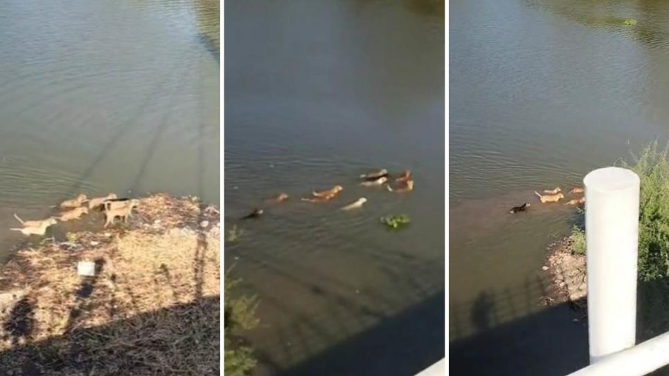 Perritos nadadores son captados cruzando el río de Culiacán | VIDEO