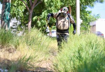 Estas colonias de Los Mochis mantienen alta incidencia de criaderos de moscos