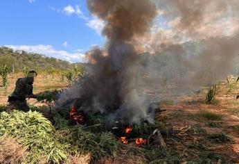 Secretaría de Marina destruye más de 31 toneladas de plantas de mariguana en la sierra de Badiraguato