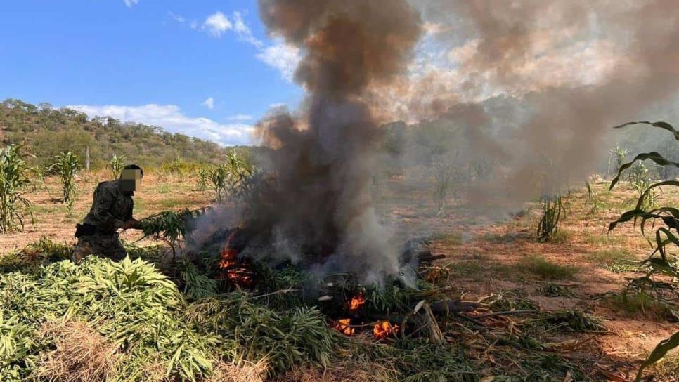 Secretaría de Marina destruye más de 31 toneladas de plantas de mariguana en la sierra de Badiraguato