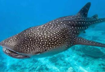 Tiburón ballena en La Paz, BCS; ¿cuánto cuestan los paseos para ir a verlos?